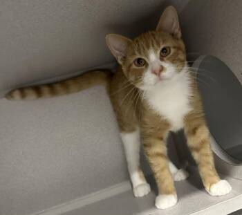 Zane -  Domestic Short Hair Cat for Adoption in Webster City, Iowa - Zane | PetCurious