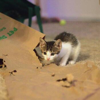 Crab -  Domestic Short Hair Cat for Adoption - Crab | PetCurious