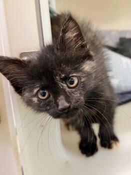 Mystic -  Domestic Short Hair Cat for Adoption in Menomonie, Wisconsin - Mystic | PetCurious