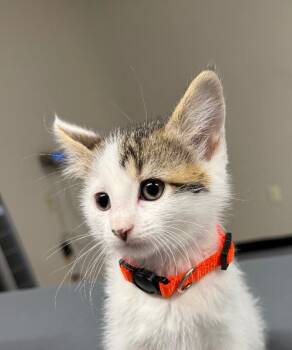 Maura -  Domestic Short Hair Cat for Adoption in Yankton, South Dakota - Maura | PetCurious