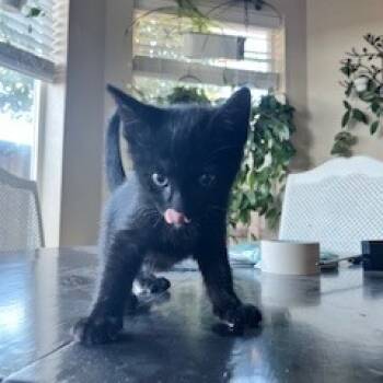 Rescue Domestic Short Hair Cats for Adoption in Ashland, Oregon - Finn | PetCurious