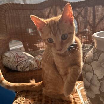 Rescue Domestic Short Hair Cats for Adoption in Mount Vernon, Indiana - Sonny | PetCurious