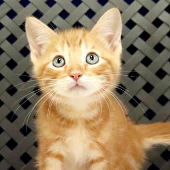 Fizzy -  Domestic Short Hair Cat for Adoption in Midland, Texas - Fizzy | PetCurious