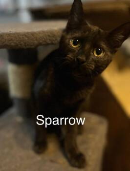 Sparrow -  Domestic Short Hair Cat for Adoption in Plumerville, Arkansas - Sparrow | PetCurious