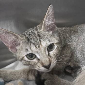 Mei 28622 -  Domestic Short Hair Cat for Adoption in Middleburg, Florida - Mei 28622 | PetCurious