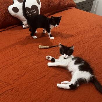 Juliet -  Domestic Short Hair Cat for Adoption in Houston, Texas - Juliet | PetCurious
