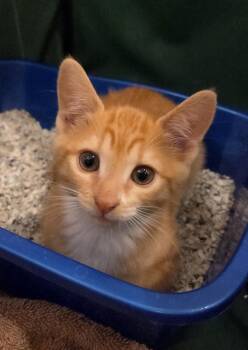 Domestic Short Hair Cats Available for Adoption in Magnolia Springs, Alabama - Charlie | PetCurious