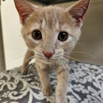 Poppy -  Domestic Short Hair Cat for Adoption in Harrisonburg, Virginia - Poppy | PetCurious