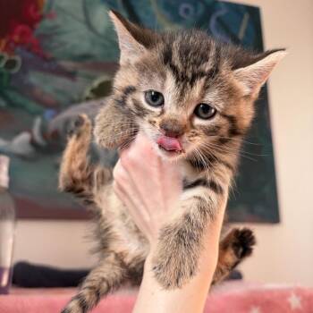 Domestic Short Hair Cats Available for Adoption in New York, New York - Beefy | PetCurious