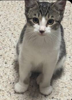 Charlotte -  Domestic Short Hair Cat for Adoption in Randolph, Alabama - Charlotte | PetCurious