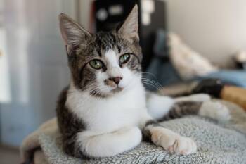 PETEY -  Tabby Cat for Adoption in Owensboro, Kentucky - PETEY | PetCurious