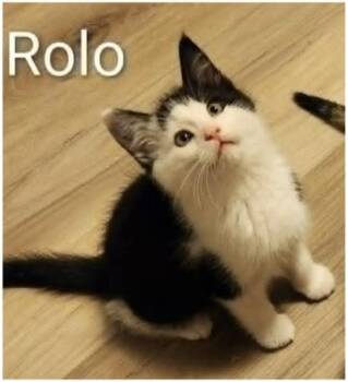 Rolo -  Domestic Short Hair Cat for Adoption in Eugene, Oregon - Rolo | PetCurious