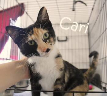 Rescue Calico Cats for Adoption in Saint James, Minnesota - Cari | PetCurious