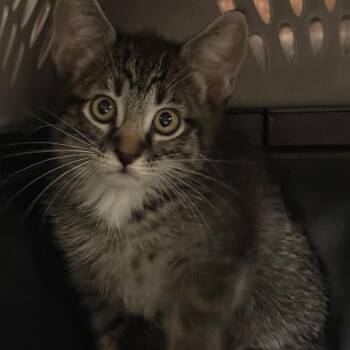 Soup Dumpling -  Domestic Short Hair Cat for Adoption in Salt Lake City, Utah - Soup Dumpling | PetCurious
