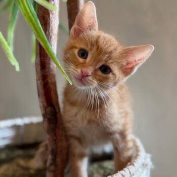 Reese -  Domestic Short Hair Cat for Adoption in Westminster, California - Reese | PetCurious
