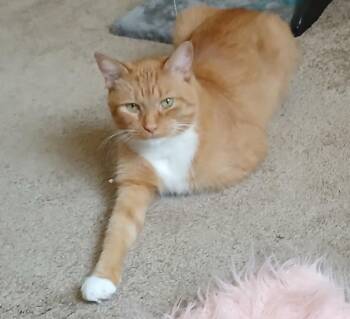 Rescue Tabby Cats for Adoption in Mount Clemens, Michigan - Leo | PetCurious