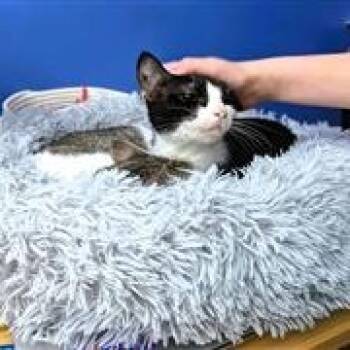 Rescue Domestic Short Hair Cats for Adoption in Fairfax, Virginia - Deja (bonded With Boo) | PetCurious