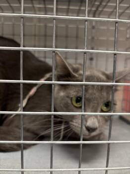 JUDEA -  Domestic Short Hair Cat for Adoption in Las Vegas, Nevada - JUDEA | PetCurious
