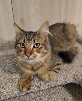 Stella -  Domestic Medium Hair Cat for Adoption in Vancouver, Washington - Stella | PetCurious
