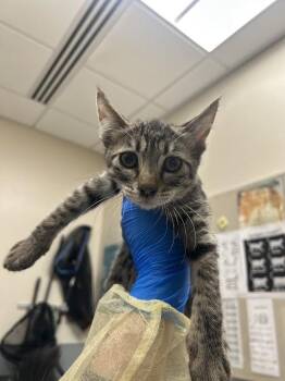 RINZLER -  Domestic Short Hair Cat for Adoption in Las Vegas, Nevada - RINZLER | PetCurious