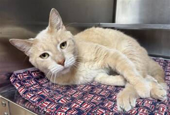 Domestic Short Hair Cats Available for Adoption in Aurora, Illinois - GINNY | PetCurious