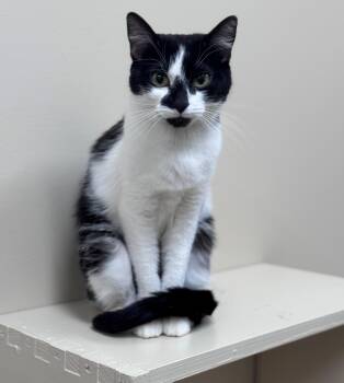 Aria -  Domestic Short Hair Cat for Adoption in Hackensack, Minnesota - Aria | PetCurious