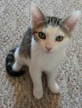 Rescue Tabby and Domestic Short Hair Cats for Adoption in Dublin, Ohio - Jess | PetCurious