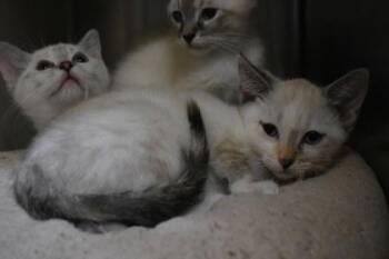 Sheegwa -  Siamese and Domestic Short Hair Cat for Adoption in Kansas City, Missouri - Sheegwa | PetCurious