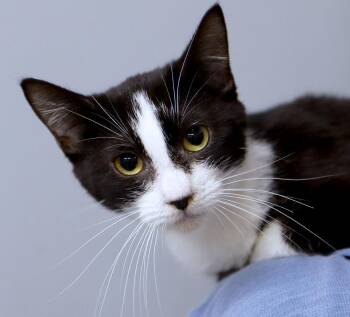 Louise (AO37555) -  Domestic Short Hair Cat for Adoption in Kansas City, Kansas - Louise (AO37555) | PetCurious