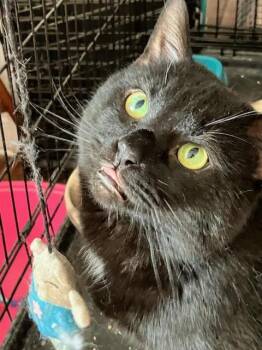 Domestic Short Hair Cats Available for Adoption - Parker (FCID# 01/12/2026 - 66) C | PetCurious