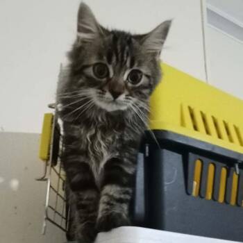 Theo Carly -  Ragamuffin and Siberian Cat for Adoption in Brampton, Ontario - Theo Carly | PetCurious
