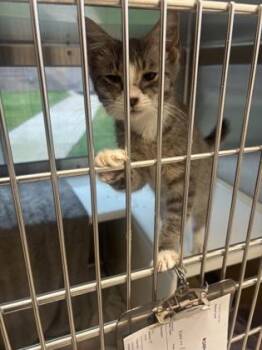 Pancake -  Domestic Short Hair Cat for Adoption in Westland, Michigan - Pancake | PetCurious