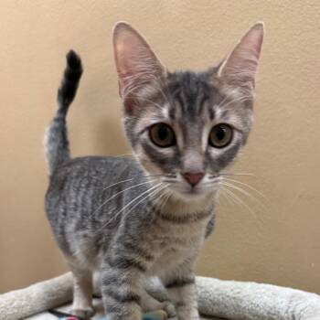Harry -  Domestic Short Hair Cat for Adoption in Hemet, California - Harry | PetCurious