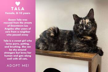 Rescue Domestic Medium Hair Cats for Adoption in Los Angeles, California - Tala | PetCurious