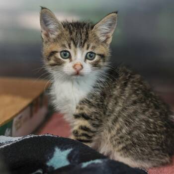 Alex -  Domestic Short Hair Cat for Adoption in Los Angeles, California - Alex | PetCurious