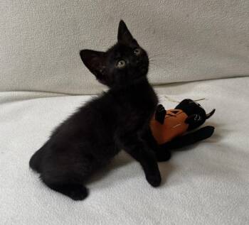 Francesca -  Domestic Short Hair Cat for Adoption in Bossier City, Louisiana - Francesca | PetCurious