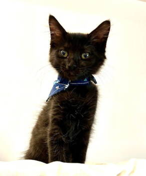 Rescue Domestic Medium Hair Cats for Adoption in Seal Beach, California - Kitten Peace | PetCurious