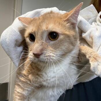 Domestic Long Hair Cats Available for Adoption - Leo | PetCurious