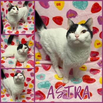Domestic Short Hair Cats Available for Adoption in Naperville, Illinois - Astra | PetCurious