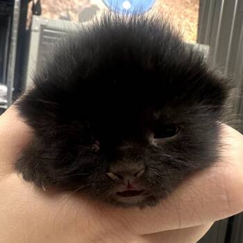 Domestic Short Hair Cats Available for Adoption in Midland, Texas - Rolo | PetCurious