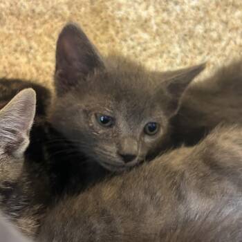 Murphy -  Domestic Short Hair Cat for Adoption in Philadelphia, Pennsylvania - Murphy | PetCurious