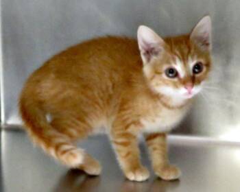 Robert -  Domestic Short Hair Cat for Adoption in Lexington, Virginia - Robert | PetCurious