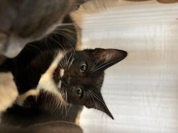 Rescue Tuxedo and Domestic Short Hair Cats for Adoption in Hawthorne, California - Zoom | PetCurious