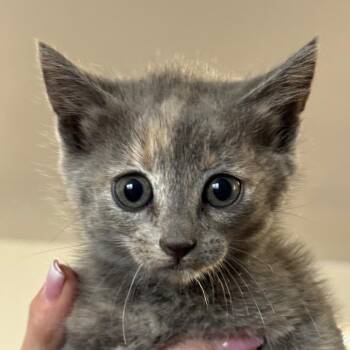 Matcha -  Domestic Short Hair Cat for Adoption in Goleta, California - Matcha | PetCurious