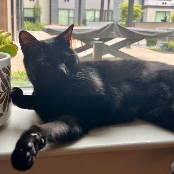 Sumac -  Domestic Short Hair and Bombay Cat Available for Adoption in UNIVERSITY PA, Maryland - Sumac | PetCurious