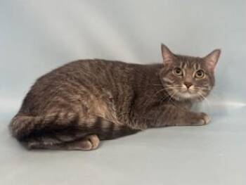 Precious -  Domestic Short Hair Cat for Adoption in Golden Valley, Minnesota - Precious | PetCurious