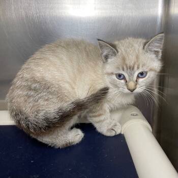 Rescue Domestic Short Hair Cats for Adoption in Roanoke, Virginia - Assisi | PetCurious