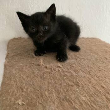 Bobbi -  Domestic Short Hair Cat Available for Adoption in Woodstock, Virginia - Bobbi | PetCurious