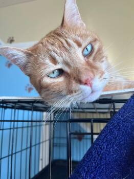 Carabas -  Domestic Short Hair Cat for Adoption in Montreal, Quebec - Carabas | PetCurious