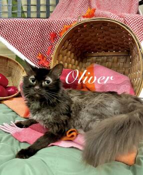 Oliver -  Domestic Medium Hair Cat for Adoption in Pueblo, Colorado - Oliver | PetCurious